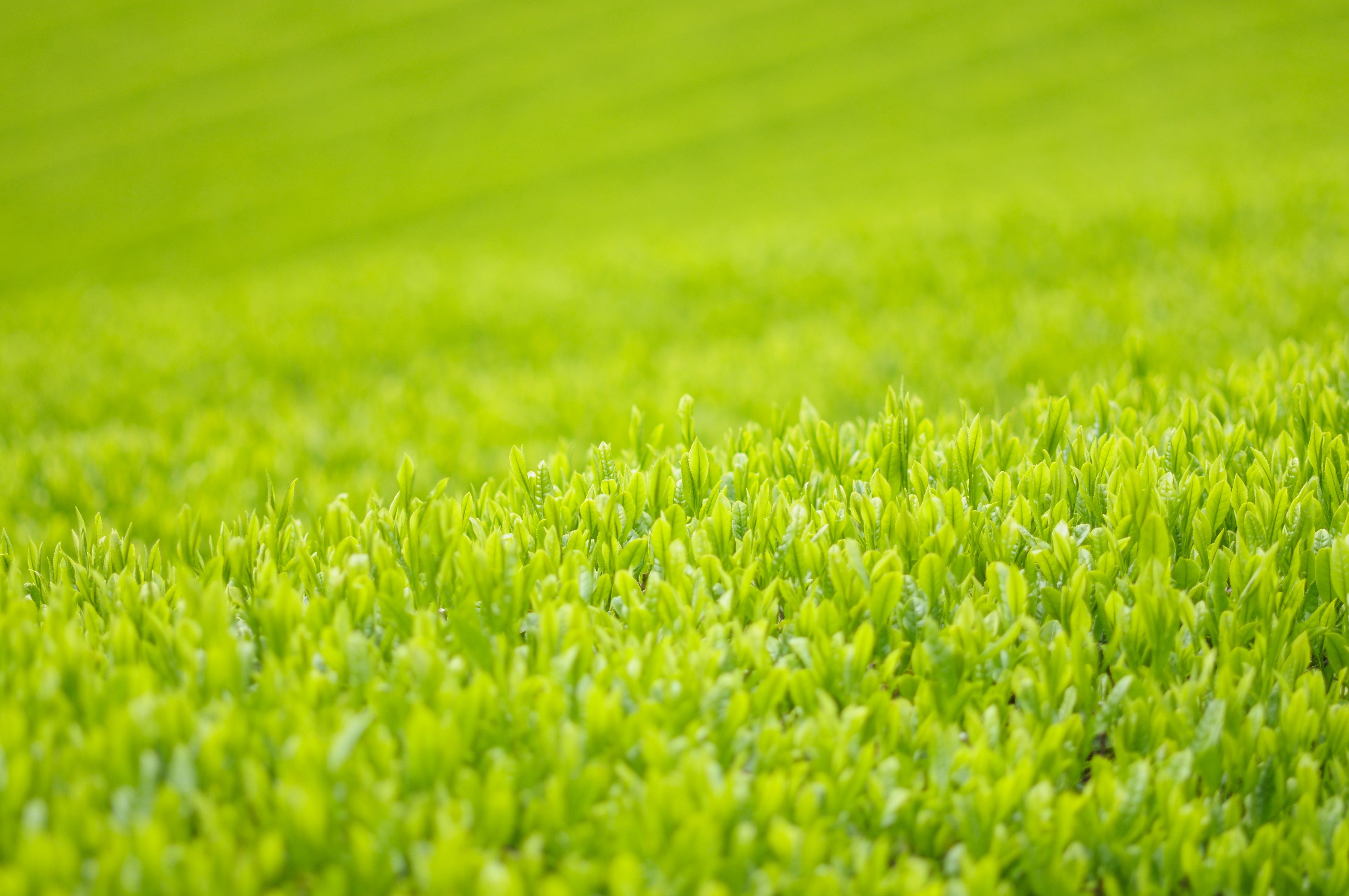 Why Choose Organic Green Tea?