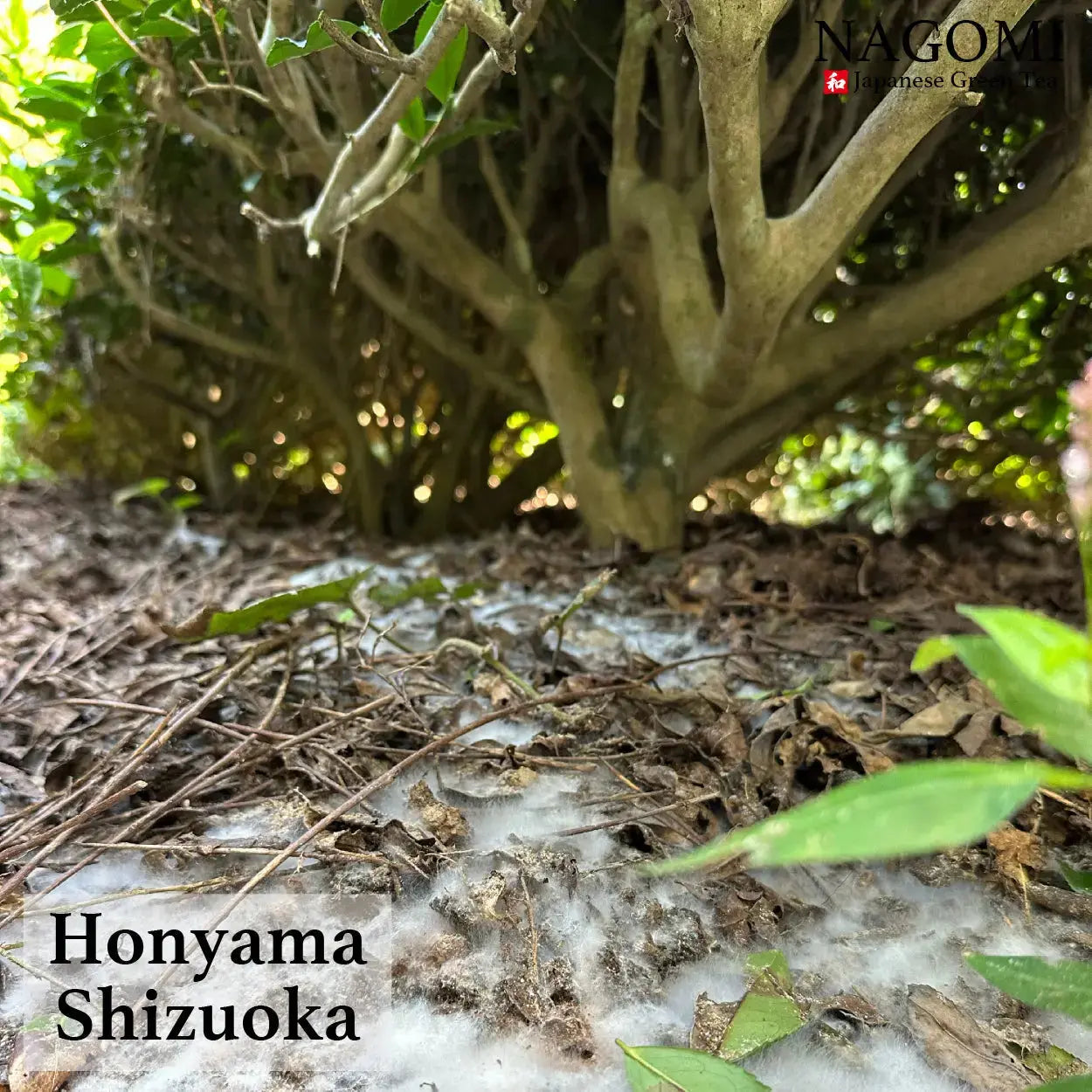 KUKICHA – NAGOMI Japanese Green Tea