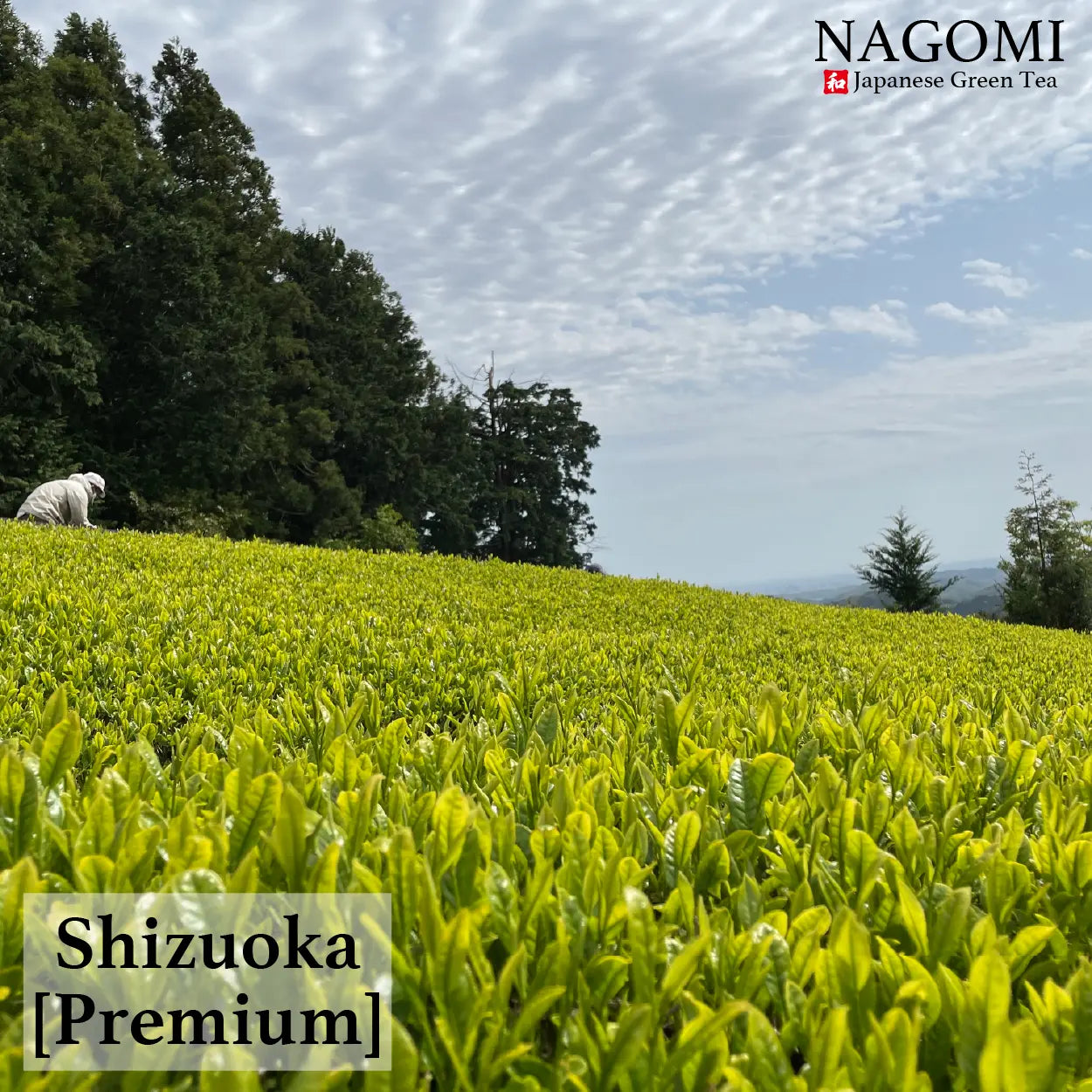 MATCHA NAGOMI Japanese Green Tea