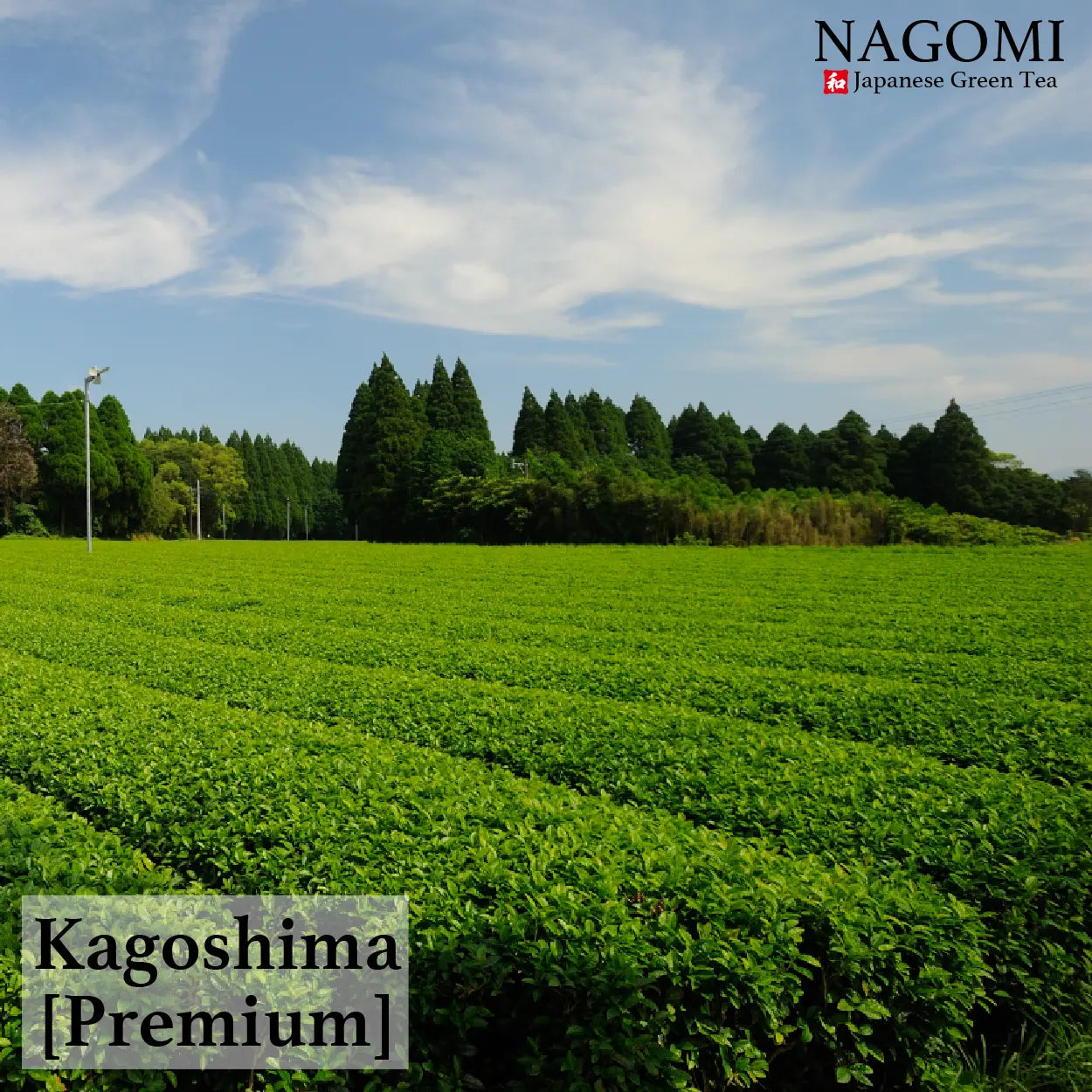 MATCHA NAGOMI Japanese Green Tea